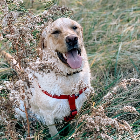 Meet your Posher, Sarah - Picture 3 of 4